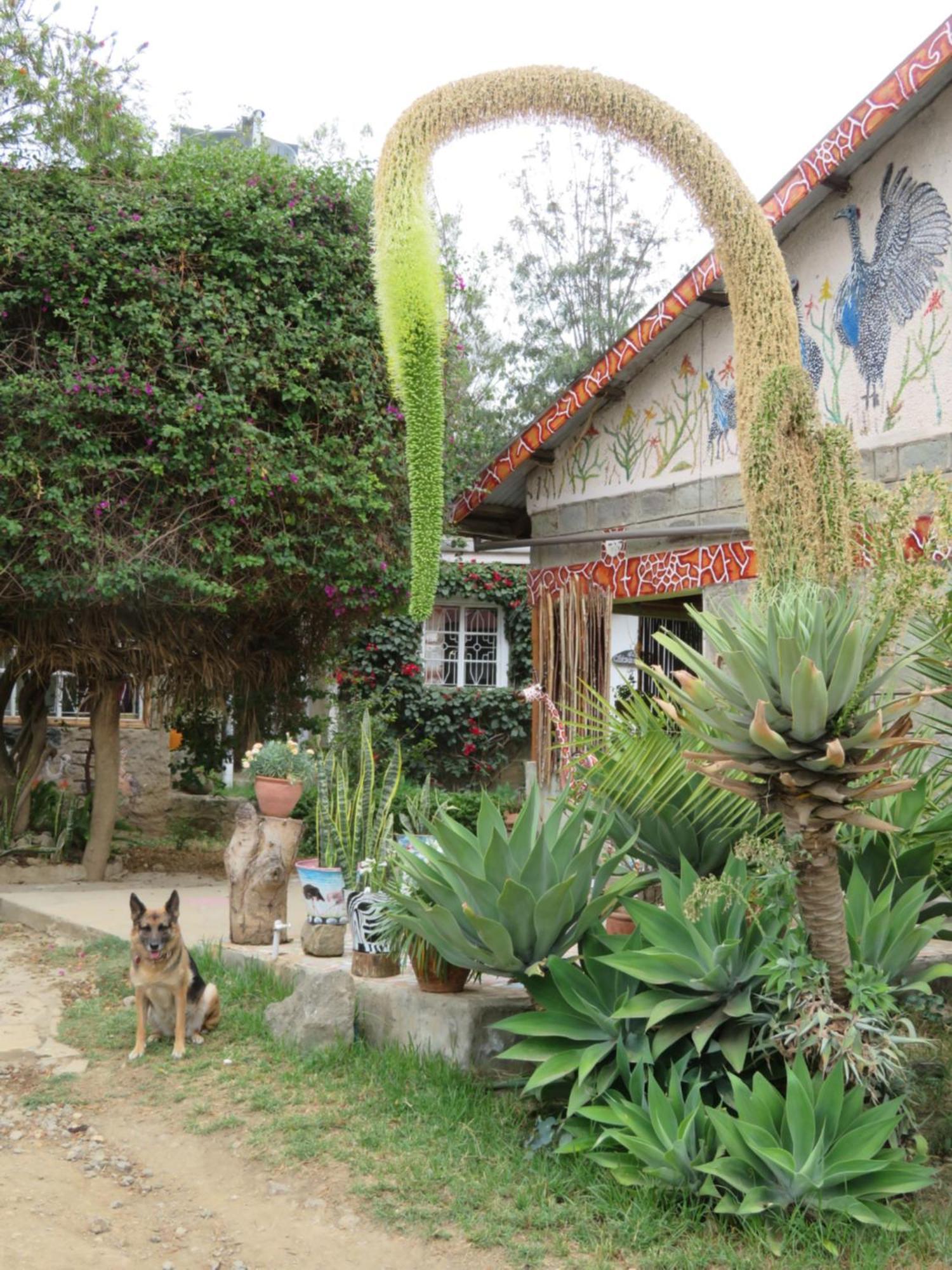 Aloepark Art Hotel Naivasha Dış mekan fotoğraf